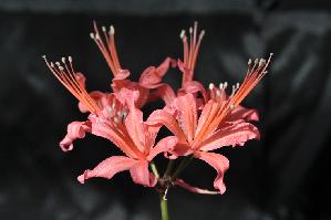 Nerine sarniensis 'Koho' (c) copyright 2011 by James E. Shields.   All rights reserved.