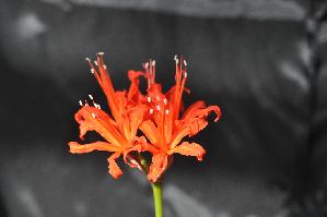 Nerine sarniensis 'Miss Willmott' (c) copyright 2011 by James E. Shields.   All rights reserved.