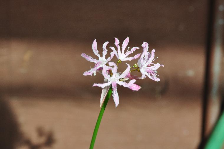 Nerine undulata (c) copyright 2010 by Shields Gardens Ltd.  All rights reserved.