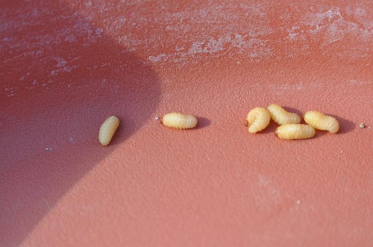 Nut Fly Larvae (c) copyright 2011 by James E. Shields.  All rights reserved.