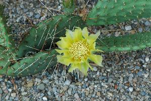 Opuntia phaeacantha (c) 2009 by Shields Gardens Ltd.  All rights reserved.