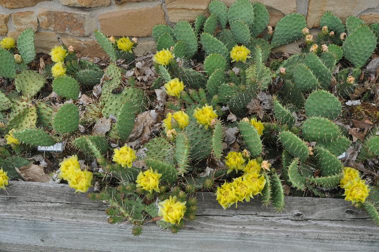 Opuntia phaeacantha (c) copyright 2011 by James E. Shields.  All rights reserved.