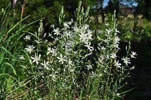 Ornithogalum ponticum (c) copyright 2012 by James E. Shields.  All rights reserved.