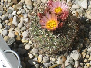 Pediocactus simpsonii (c) 2009 by Shields Gardens Ltd.  All rights reserved.