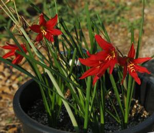 Rhodophiala bifida (c) copyright 2007 by Shields Gardens Ltd.  All rights reserved.