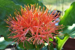 Scadoxus multiflorus katherinae (c) copyright 2012 by James E. Shields.  All rights reserved.