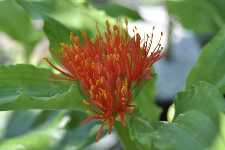 Scadoxus [puniceus x katherinae] F2 (c) copyright 2010 by Shields Gardens Ltd.  All rights reserved.