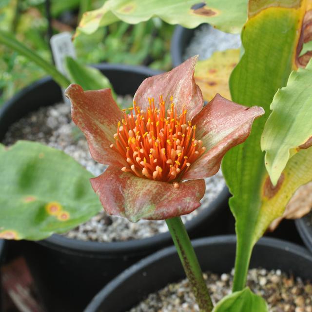 Scadoxus membranaceus (c) copyright 2010 by Shields Gardens Ltd.  All rights reserved.