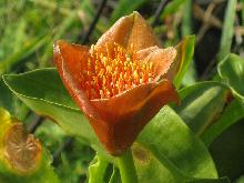 Scadoxus membranaceus (c) copyright 2009 by Shields Gardens Ltd.  All rights reserved.