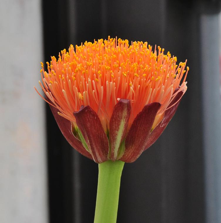 Scadoxus puniceus (c) copyright 2011 by James E. Shields.  All rights reserved.