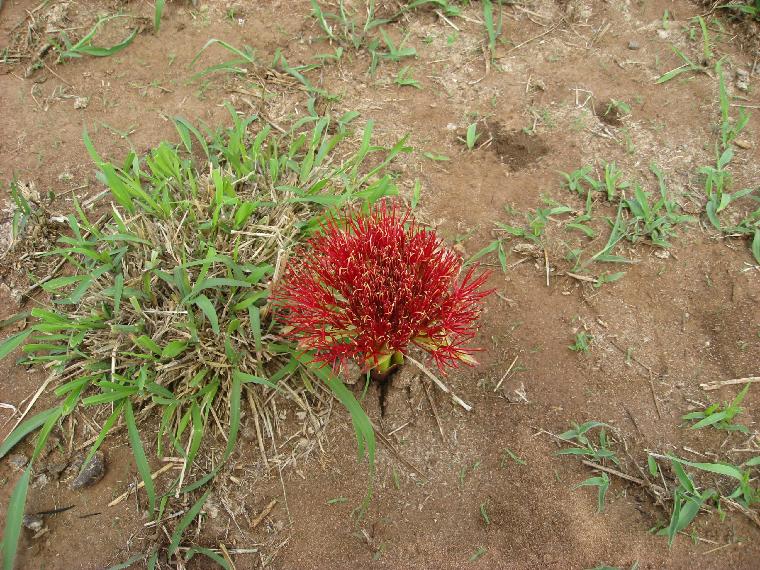 Scadoxus multiflorus multiflorus in Tarangire (c) copyright 2012 by James E. Shields.  All rights reserved.