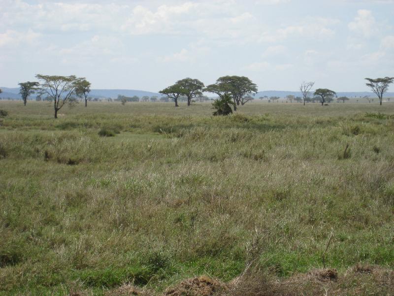 Serengeti Savannah in Tanzania.  (c) Copyright 2012 by James E. Shields.  All rights reserved.