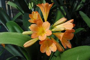 Clivia Solomone Pink 2010 (c) copyright 2009 by Shields Gardens Ltd.  All rights reserved.