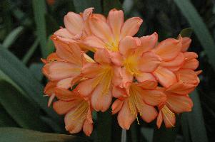 Clivia Solomone Watercolor Washed Pink No. 2005 (c) copyright 2009 by Shields Gardens Ltd.  All rights reserved.