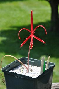 Sprekelia howardii (c) copyright 2012 by James E. Shields.  All rights reserved.