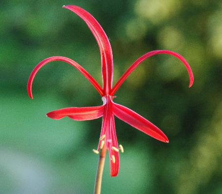 Sprekelia howardii (c) copyright 2008 by Shields Gardens Ltd.  All rights reserved.