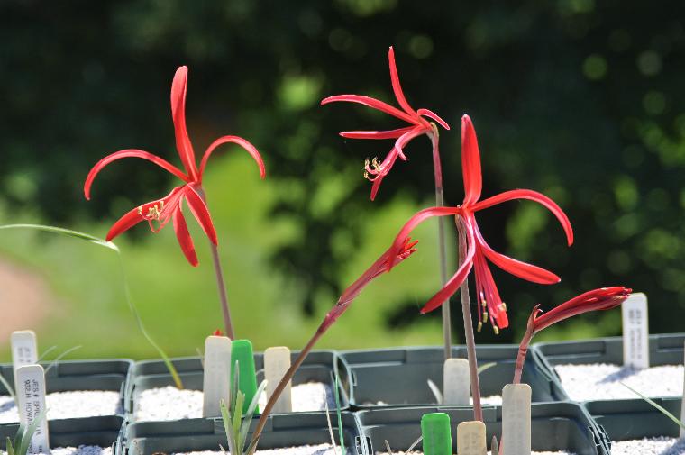 Sprekelia howardii (c) copyright 2011 by James E. Shields.  All rights reserved.