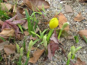 Sternbergia lutea (c) copyright 2009 by Shields Gardens Ltd.  All rights reserved.