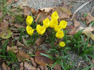 Sternbergia lutea 