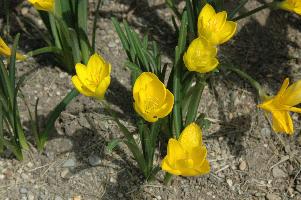 Sternbergia lutea (c) copyright 2007 by Shields Gardens Ltd.  All rights reserved.