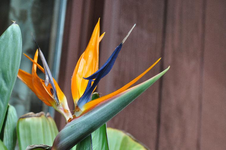 Strelitzia reginae (c) copyright 2011 by James E. Shields.  All rights reserved.