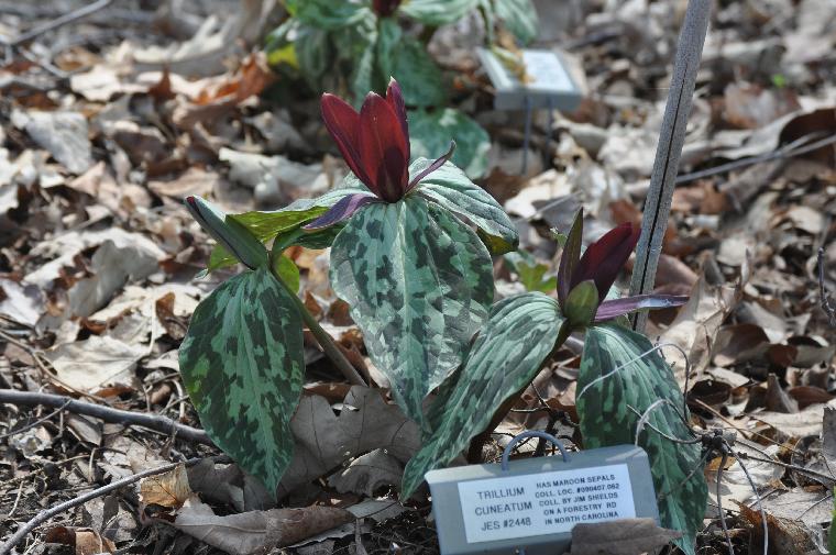 Trillium cuneatum (c) copyright James E. Shields.  All rights reserved.