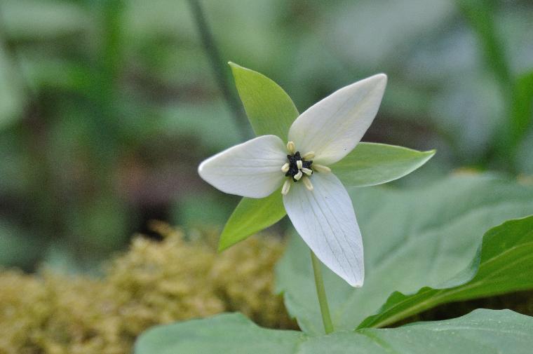 Trillium erectum album (c) copyright 2010 by Shields Gardens Ltd.  All rights reserved.