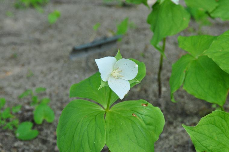 Trillium flexipes (c) copyright 2012 by James E. Shields.  All rights reserved.
