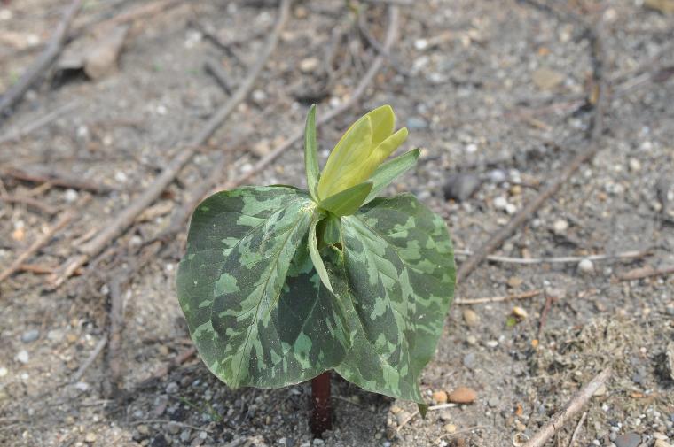 Trillium luteum (c) copyright James E. Shields.  All rights reserved.