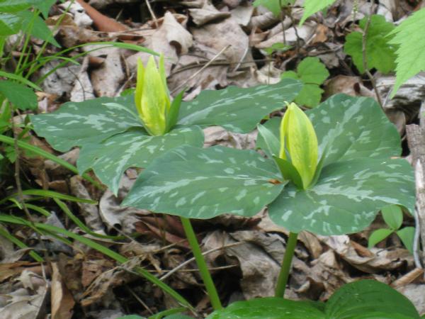 Trillium luteum (c) copyright by Shields Gardens Ltd.  All rights reserved.