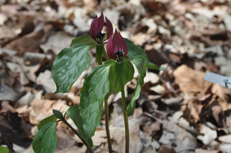 Trillium recurvatum (c) copyright 2011 by James E. Shields. All rights reserved.