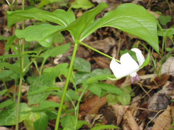 Trillium rugelii (c) copyright 2008 by Shields Gardens Ltd.  All rights reserved.