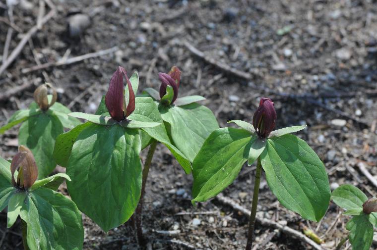 Trillium sessile (c) copyright 2011 by James E. Shields. All rights reserved.