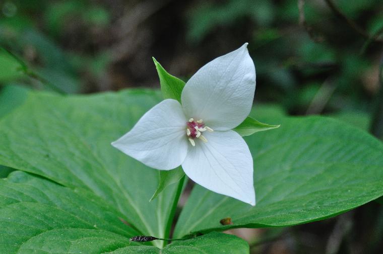 Trillium simile (c) copyright 2010 by Shields Gardens Ltd.  All rights reserved.