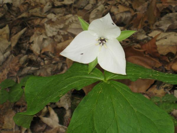 Trillium simile (c) copyright 2008 by Shields Gardens Ltd.  All rights reserved.