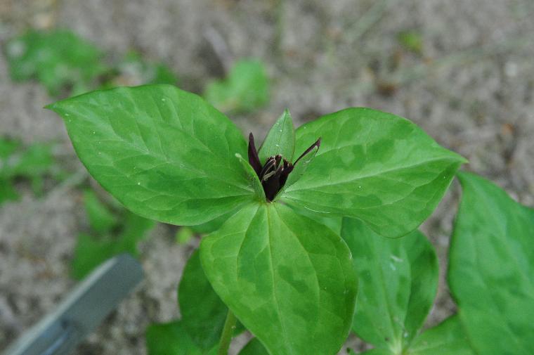 Trillium stramineum (c) copyright 2012 by James E. Shields.  All rights reserved.