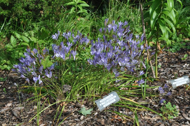 Triteleia x-tubergenii (c) copyright 2011 by James E. Shields.  All rights reserved.