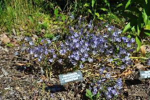 Triteleia x-tubergenii (c) copyright 2012 by James E. Shields.  All rights reserved.