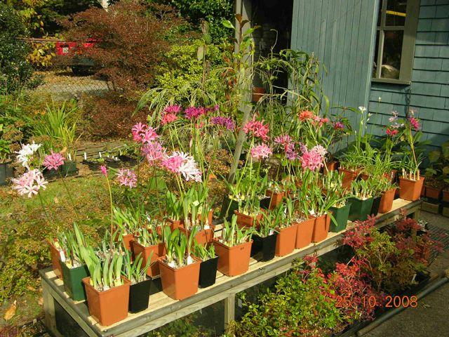 Nerine Seedlings (c) copyright 2008 by John Weagle.  Reproduced by permission.