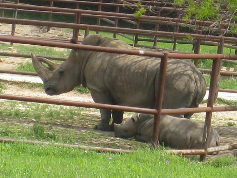 White Rhinoceros with Calf  (c) copyright 2012 by Brian Strother.