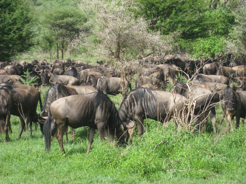 Wildebeests at end of the migration.  (c) Copyright 2012 by James E. Shields.  All rights reserved.