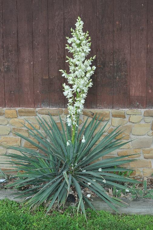 Yucca filamentosa 