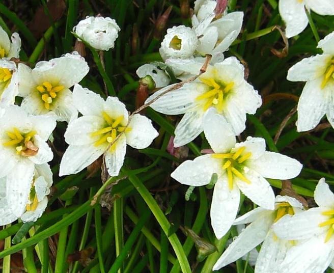 Zephyranthes 