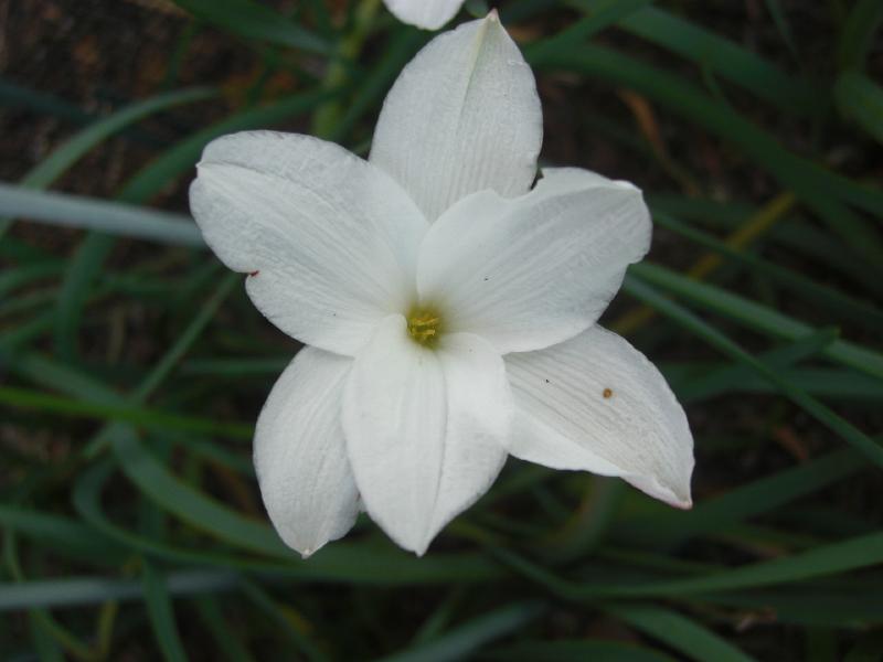 Zephyranthes drummondii (c) 2014 by Ina Crossley. Reproduced by permission.