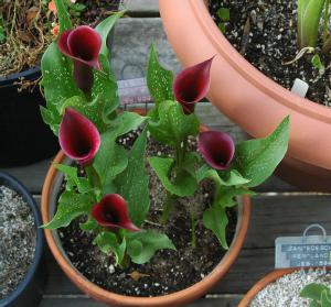 Zantedeschia 'Black Forest' (c) copyright 2007 by Shields Gardens Ltd.  All rights reserved.