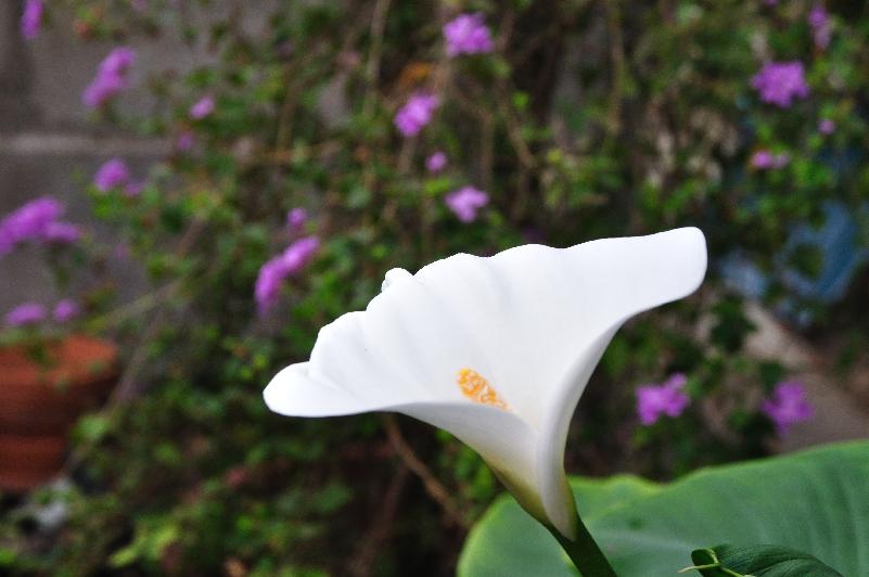 Zantedeschia aethiopica 'Hercules' (c) copyright 2013 by James E. Shields.  All rights reserved.