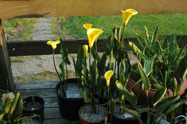 Zantedeschia pentlandii (c) copyright 2008 by Shields Gardens Ltd.  All rights reserved.