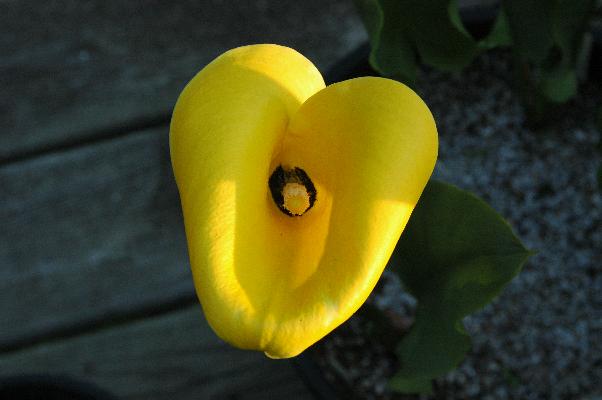 Zantedeschia pentlandii (c) copyright 2008 by Shields Gardens Ltd.  All rights reserved.