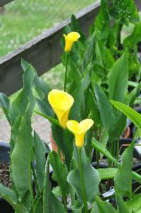 Zantedeschia pentlandii (c) copyright 2012 by James E. Shields.  All rights reserved.