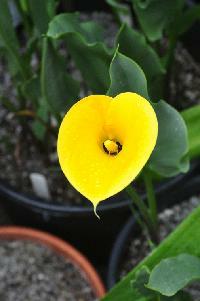 Zantedeschia pentlandii (c) copyright 2012 by James E. Shields.  All rights reserved.